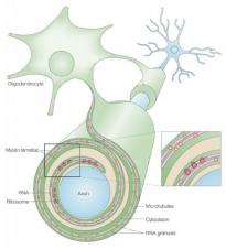 иллюстрация с сайта http://www.biochemlab.it/